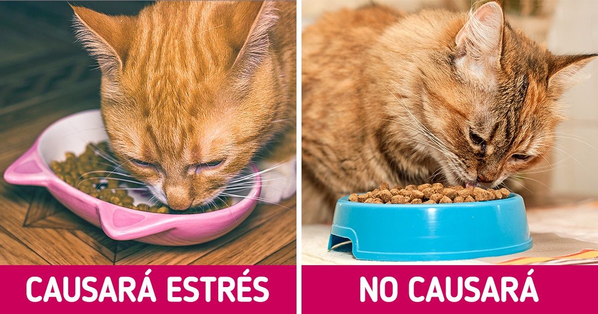 14 Errores comunes que pueden costarles muy caro a los dueños de mascotas