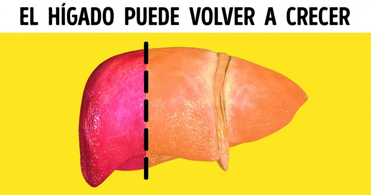 8 Pruebas de que nuestro cuerpo es una máquina perfecta