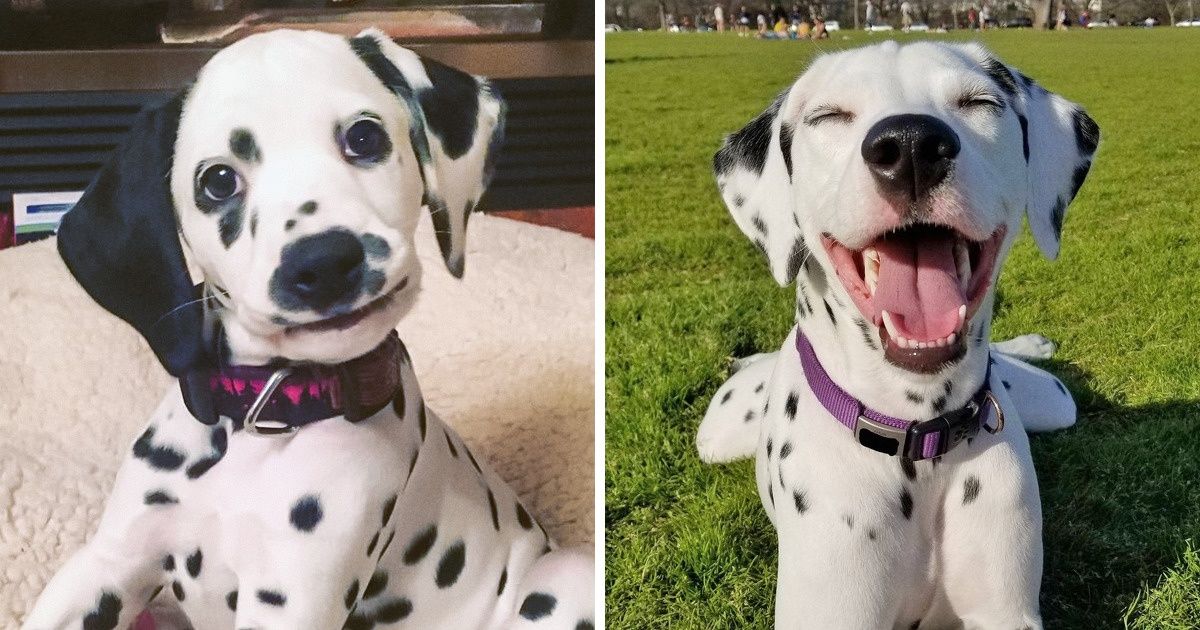 20 Fotos de dálmatas que nos enternecieron con tanta belleza y elegancia 20 Fotos de dálmatas que nos enternecieron con tanta belleza y elegancia
