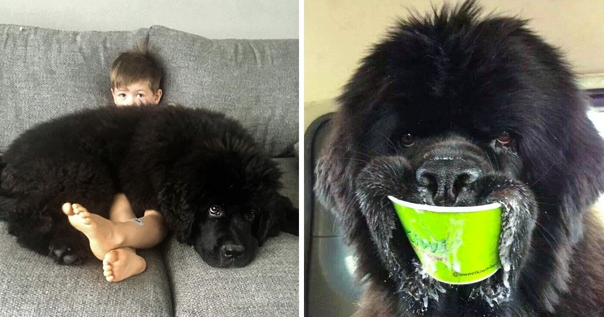 31 Fotos que muestran la alegría de vivir con perros Terranova 31 Fotos que muestran la alegría de vivir con perros Terranova