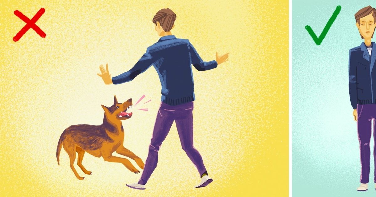 Qué hacer si te ataca un perro
