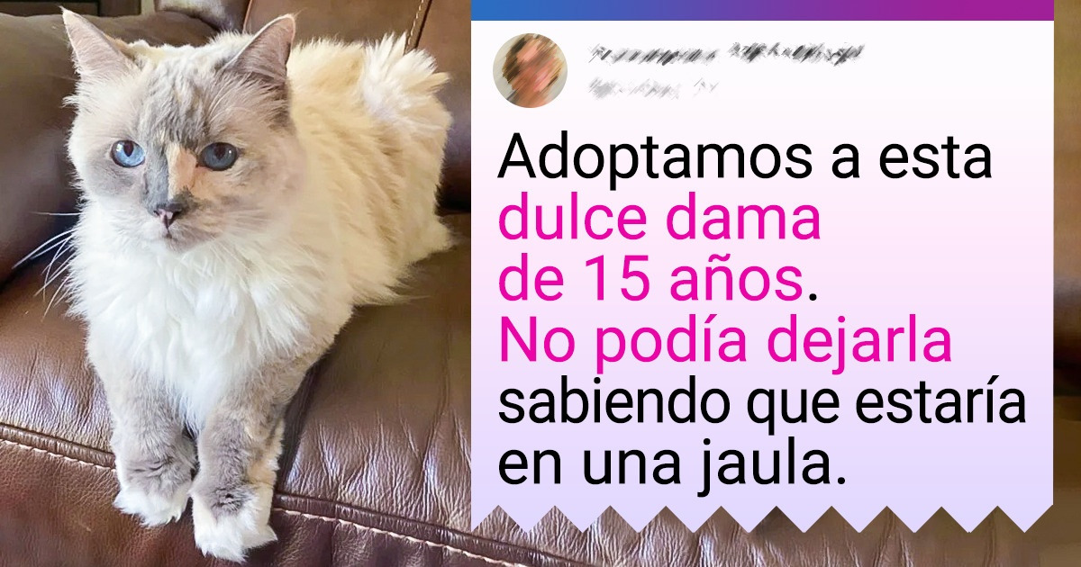20 Mascotas viejitas cuyos nuevos dueños comprobaron lo mucho que todavía tienen para dar 20 Mascotas viejitas cuyos nuevos dueños comprobaron lo mucho que todavía tienen para dar
