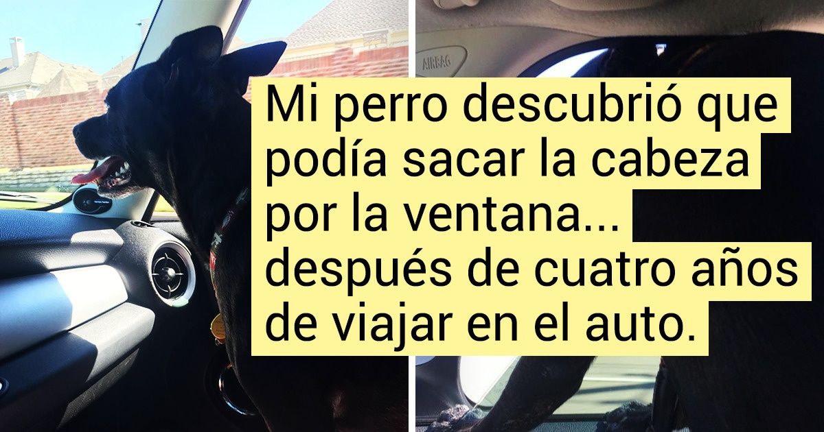 18 Fotos tiernas y graciosas de mascotas que aman los paseos 18 Fotos tiernas y graciosas de mascotas que aman los paseos