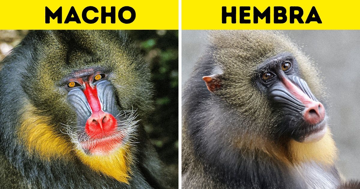 10 Pares de animales cuyo aspecto es tan distinto que cuesta creer que están relacionados 10 Pares de animales cuyo aspecto es tan distinto que cuesta creer que están relacionados
