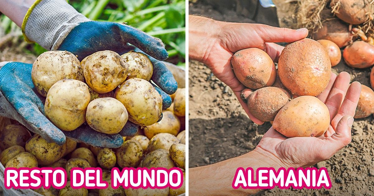 7 Peculiaridades de la vida de los alemanes que nos dan ganas de decir: “Deberíamos hacer lo mismo” 7 Peculiaridades de la vida de los alemanes que nos dan ganas de decir: “Deberíamos hacer lo mismo”