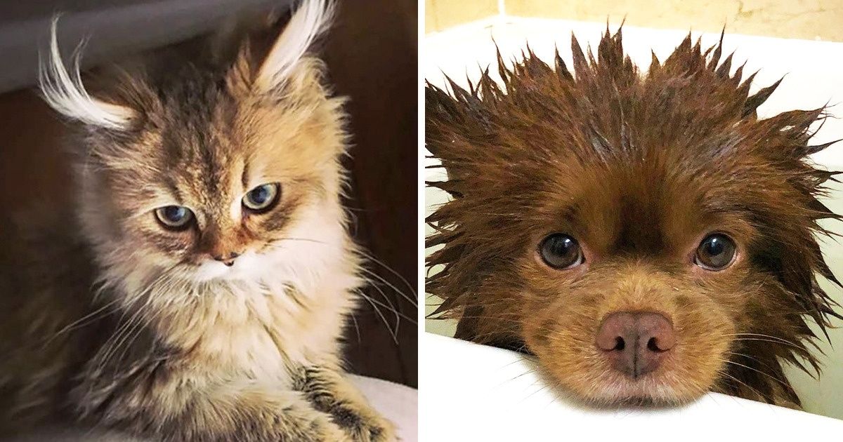 23 Hermosas mascotas mestizas sobre las que la naturaleza conjuró de una manera especial