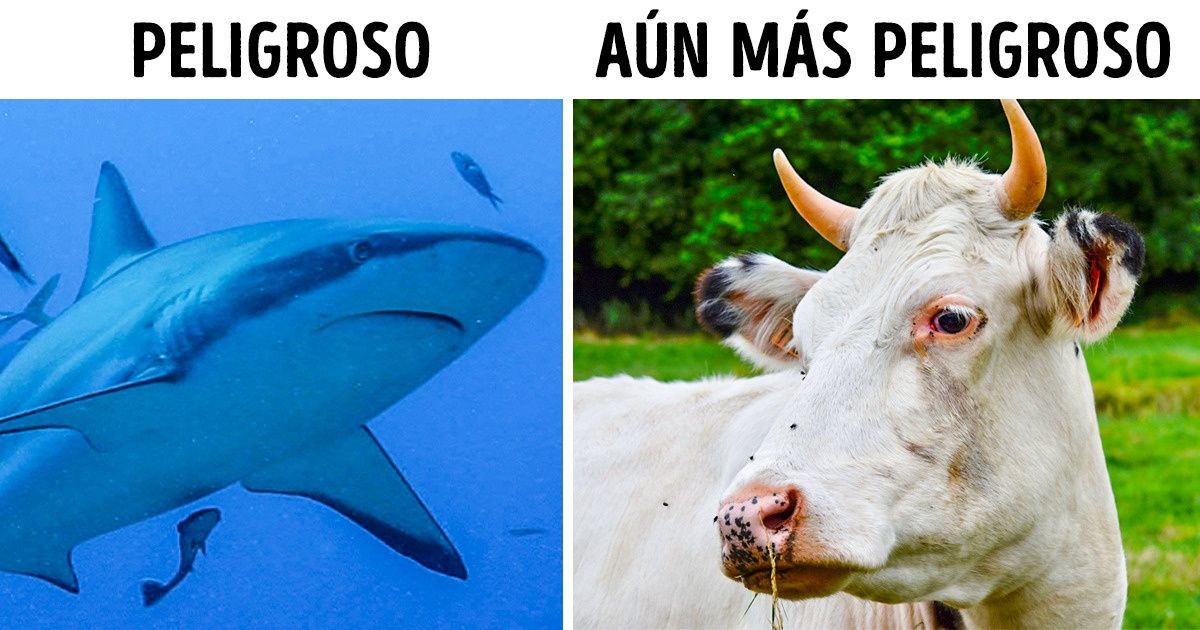 16 Hechos sobre animales que incluso algunos zoólogos desconocen 16 Hechos sobre animales que incluso algunos zoólogos desconocen