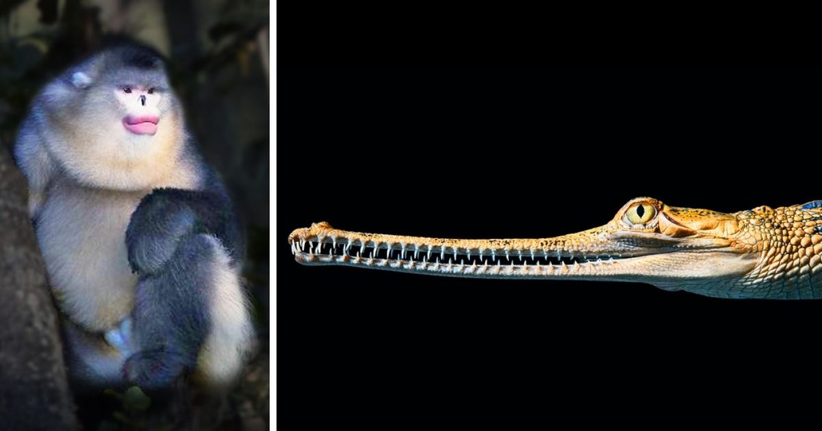 Emotivas imágenes de animales en peligro de extinción tomadas por un fotógrafo que pasó 2 años tomando sus fotografías (nuevas fotos)