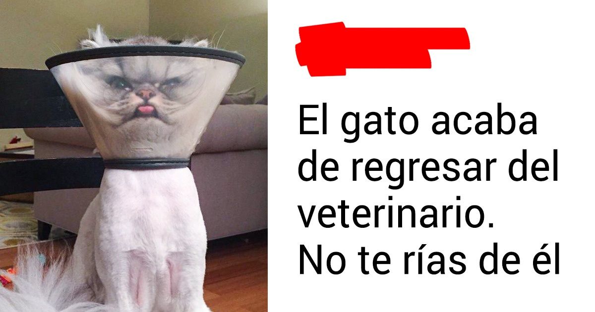25 Tuits que te harán querer abrazar a tu gato inmediatamente (o adoptar uno) 25 Tuits que te harán querer abrazar a tu gato inmediatamente (o adoptar uno)