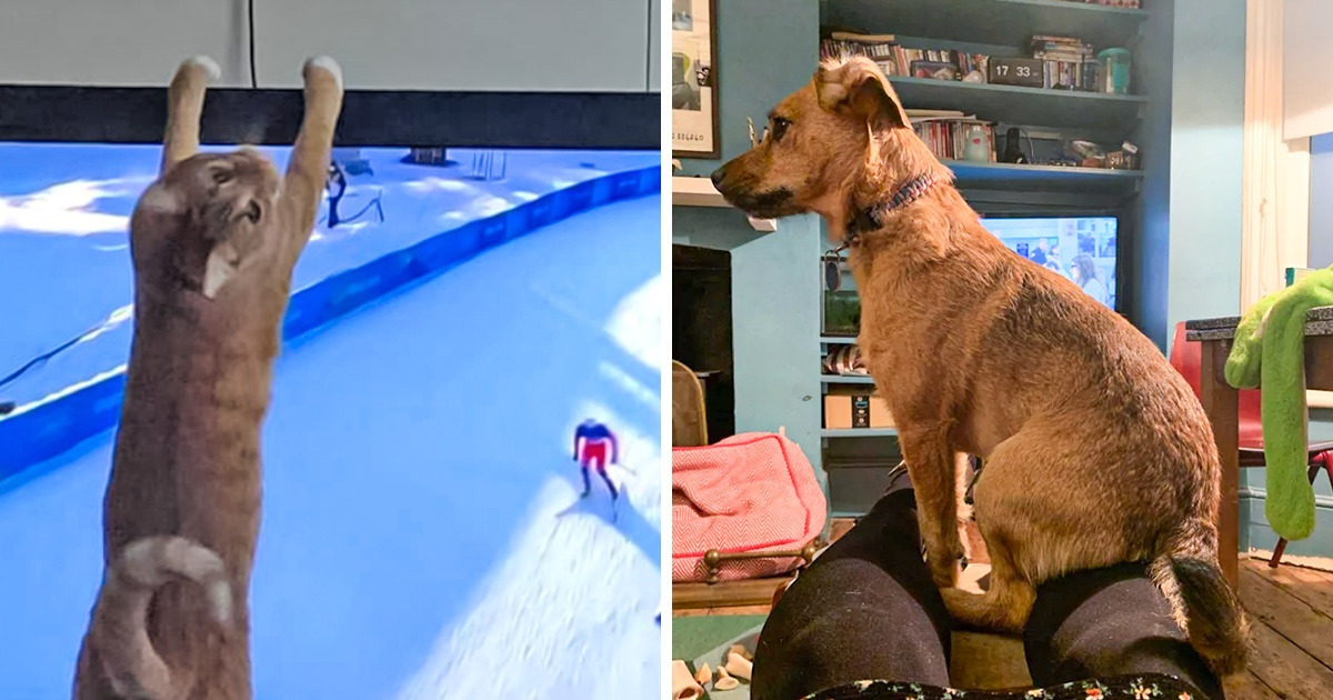 18 Animales que no se detienen ante nada con tal de llamar la atención de sus humanos