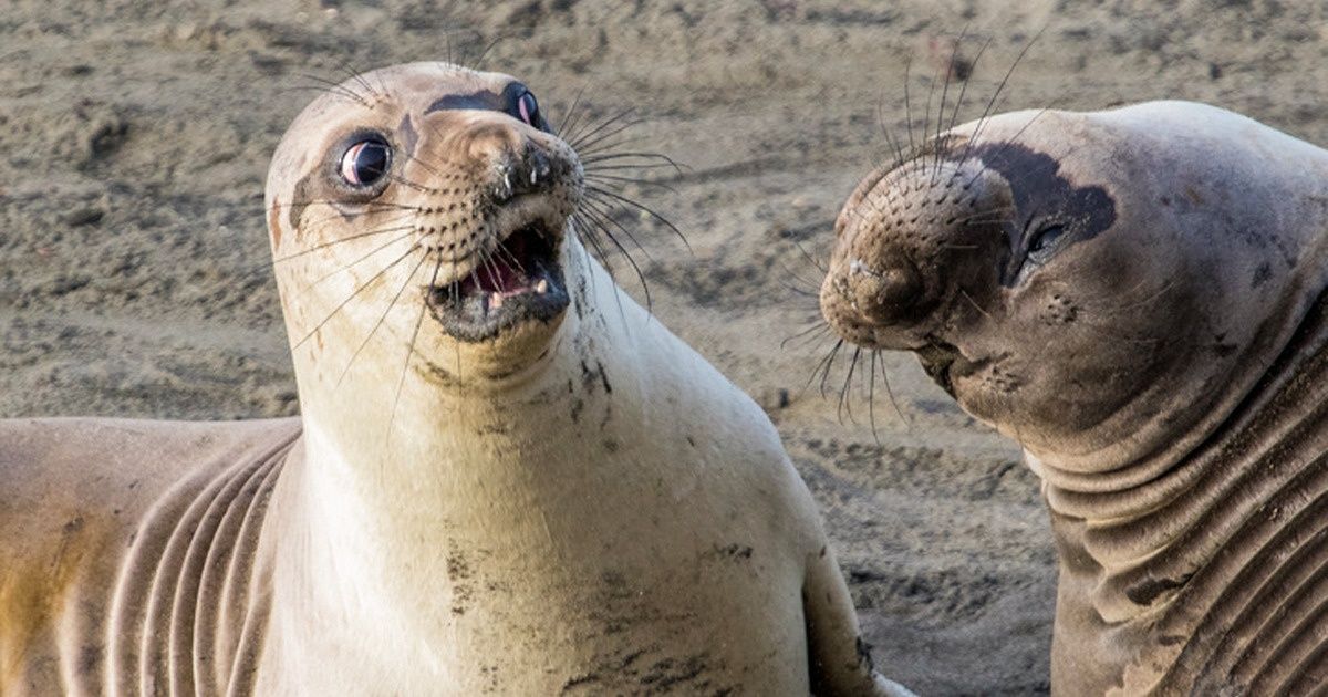 25 Animales que no pudieron esconder sus emociones (¡y qué bueno!)