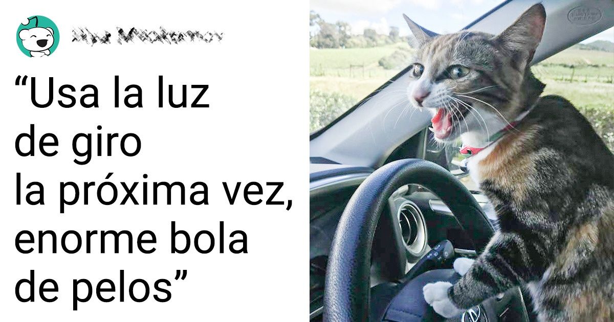 25 Pruebas de que los gatitos saben muy bien cómo lograr lo que quieren 25 Pruebas de que los gatitos saben muy bien cómo lograr lo que quieren