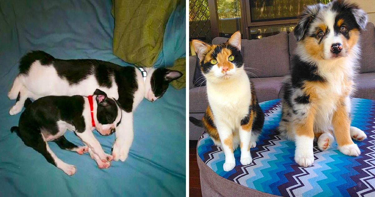 20 Gemelos de animales de diferentes especies que nos hicieron suspirar 20 Gemelos de animales de diferentes especies que nos hicieron suspirar