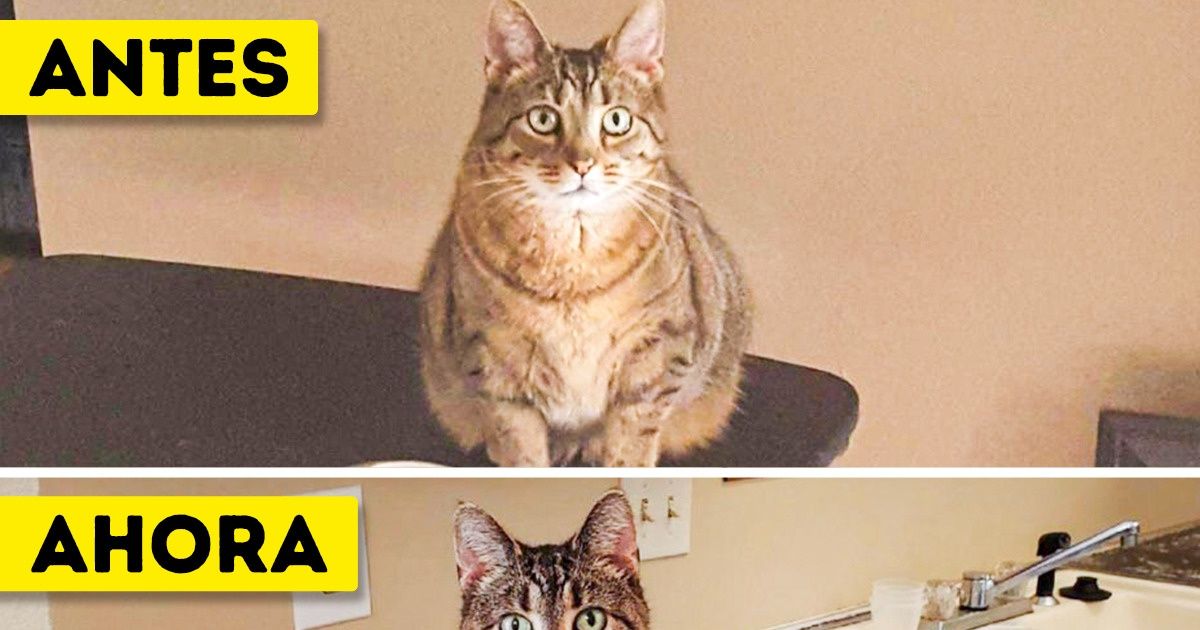 19 Mascotas que cambiaron notablemente después de perder su sobrepeso 19 Mascotas que cambiaron notablemente después de perder su sobrepeso