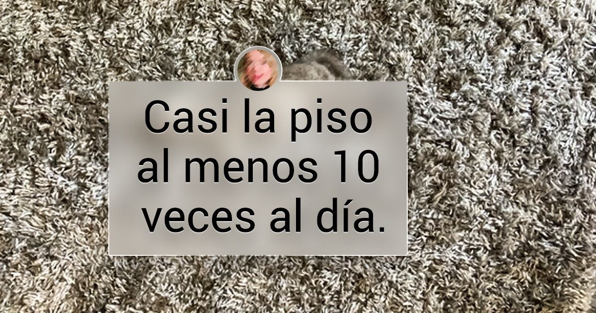21 Mascotas que parecen poner a prueba los dotes de sus humanos para jugar a las escondidas 21 Mascotas que parecen poner a prueba los dotes de sus humanos para jugar a las escondidas