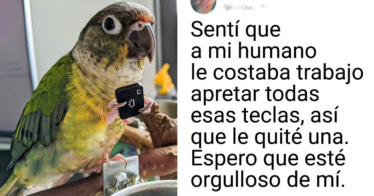 20+ Aves que cometieron travesuras y, aunque fueron descubiertas, no les importó 20+ Aves que cometieron travesuras y, aunque fueron descubiertas, no les importó