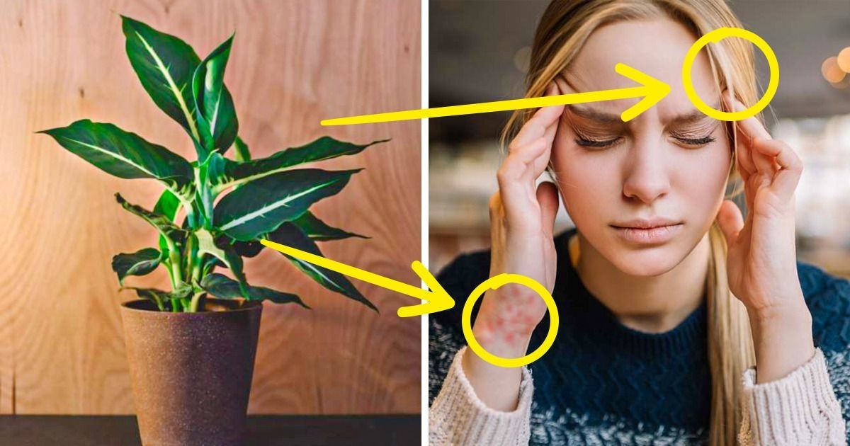 10 Plantas de interior que pueden estar afectando lentamente tu salud