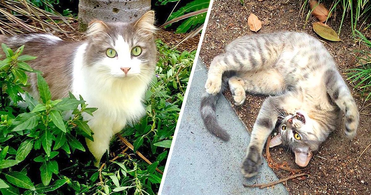 El ejército de gatos que protege a Disneyland de todo tipo de plagas