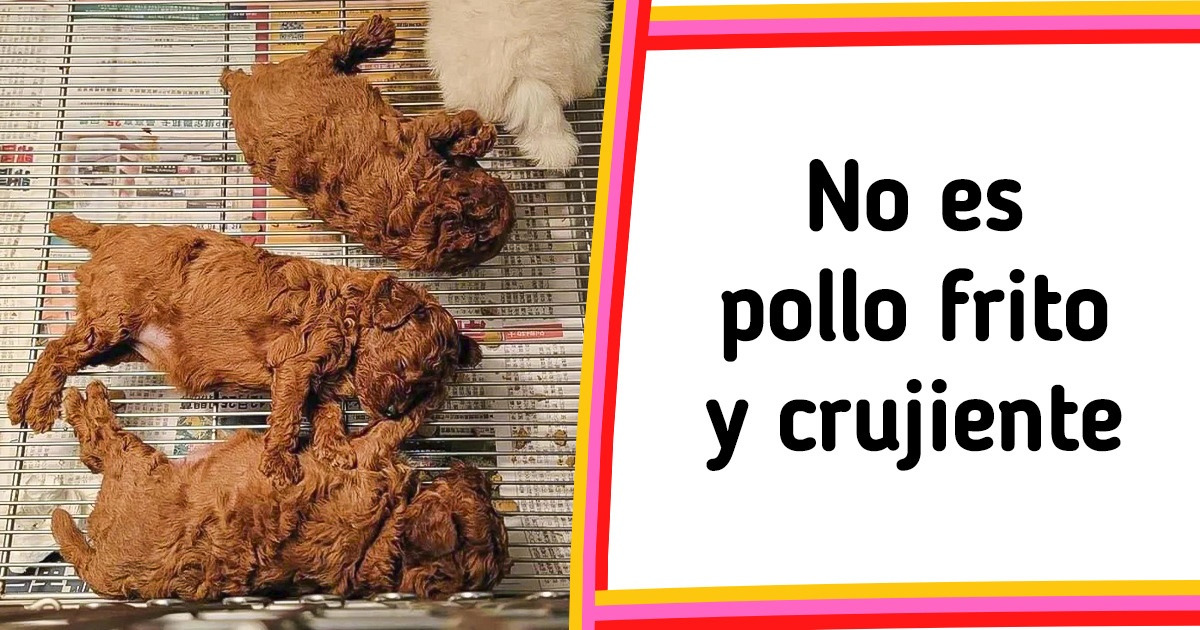 20+ Objetos que se parecen a otra cosa y que lograron confundir a nuestro cerebro