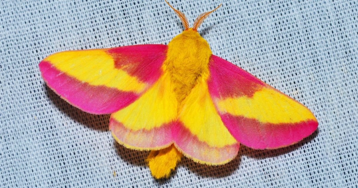 9 Insectos que hipnotizan con sus colores y belleza