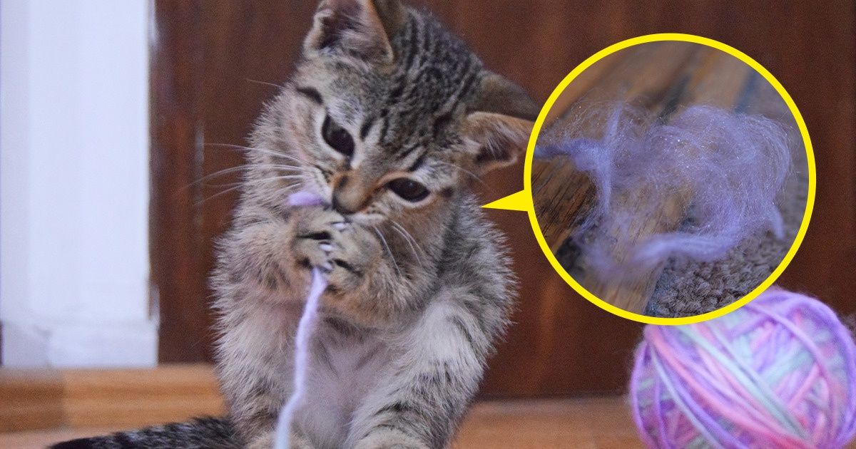 13 Accesorios cuyos peligros solemos ignorar, pero se los regalamos a nuestras mascotas 13 Accesorios cuyos peligros solemos ignorar, pero se los regalamos a nuestras mascotas