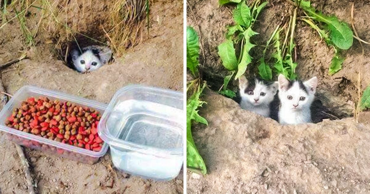 20+ Fotos que revelan cuánto anhelan los animales nuestro apoyo 20+ Fotos que revelan cuánto anhelan los animales nuestro apoyo