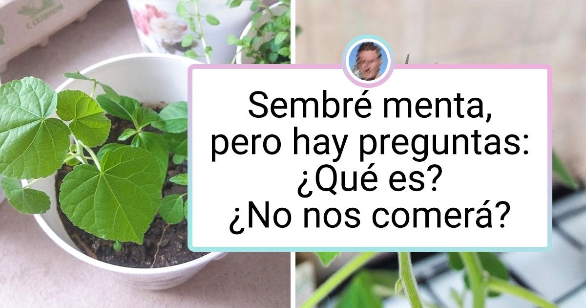 20+ Hombres que obtuvieron cosechas que podrían sorprender incluso a los jardineros más experimentados 20+ Hombres que obtuvieron cosechas que podrían sorprender incluso a los jardineros más experimentados