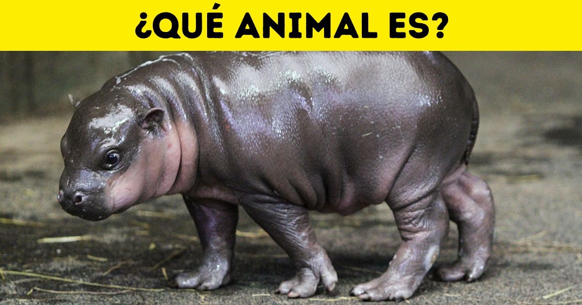 Test: ¿puedes adivinar de qué animales salvajes son estas 15 crías? Test: ¿puedes adivinar de qué animales salvajes son estas 15 crías?