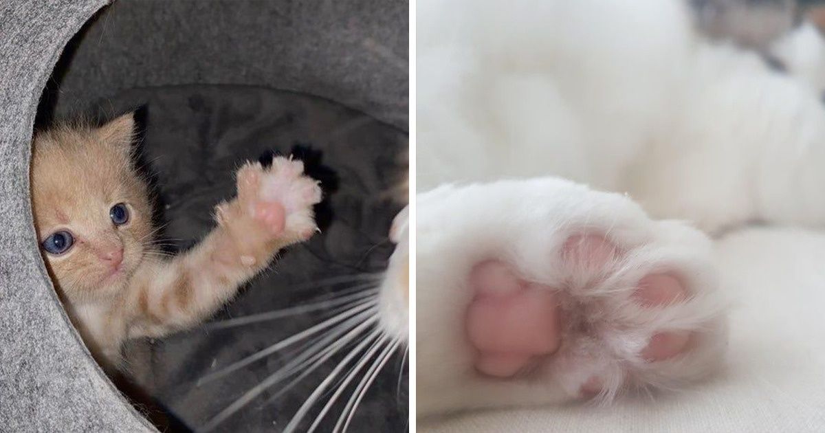 15+ Fotos de patitas de gatos que nos hacen estallar el corazón de amor