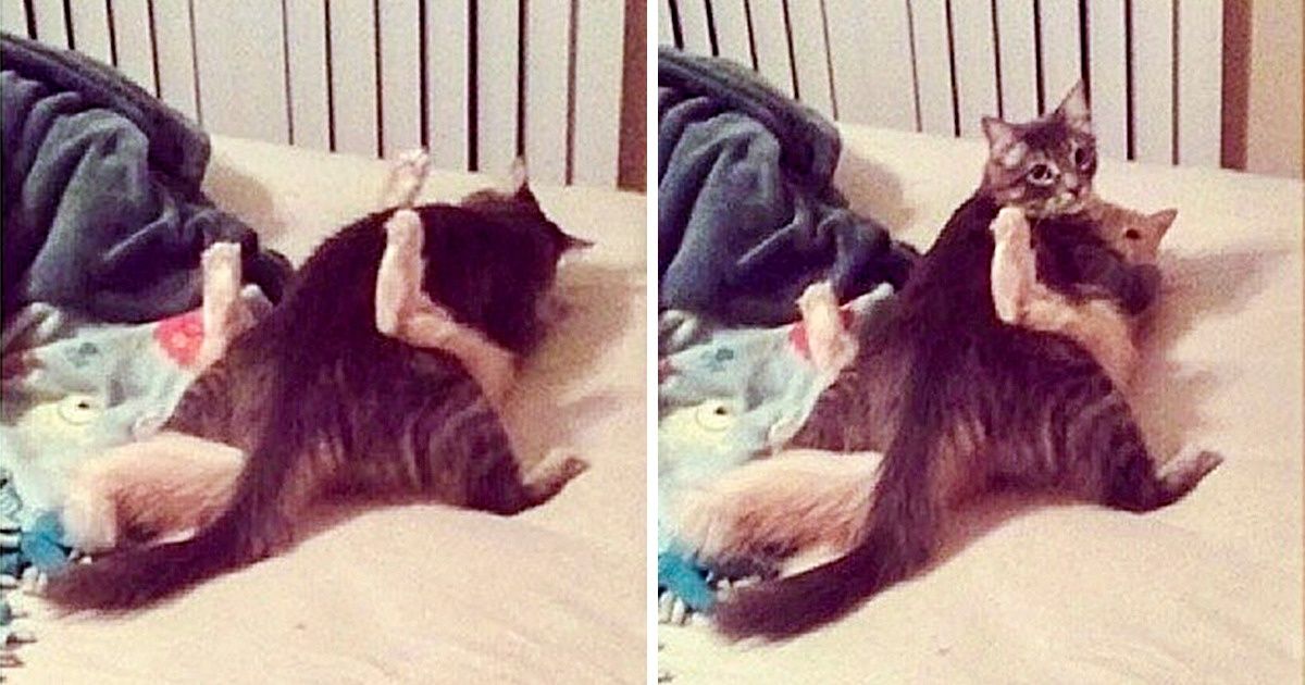 25 Mascotas traviesas que no esperaban a sus dueños en casa tan pronto