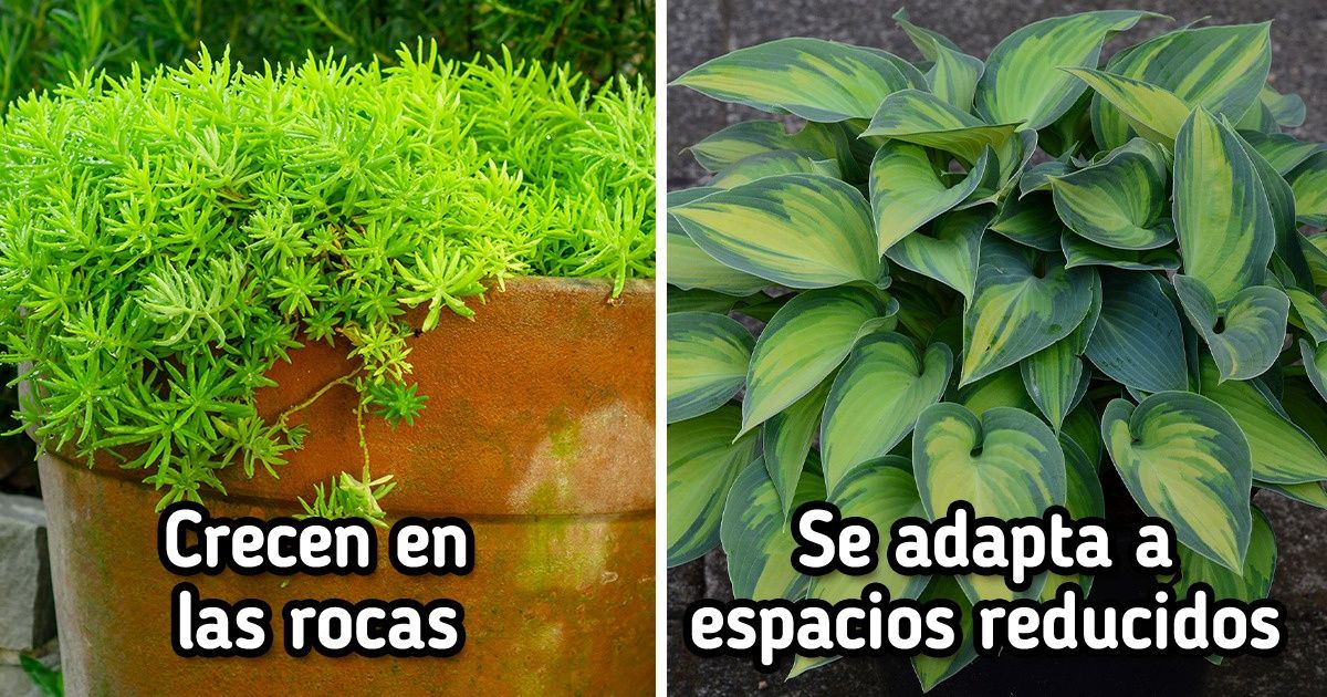 10 Plantas que requieren pocos cuidados y son ideales para el exterior del hogar o jardín 10 Plantas que requieren pocos cuidados y son ideales para el exterior del hogar o jardín