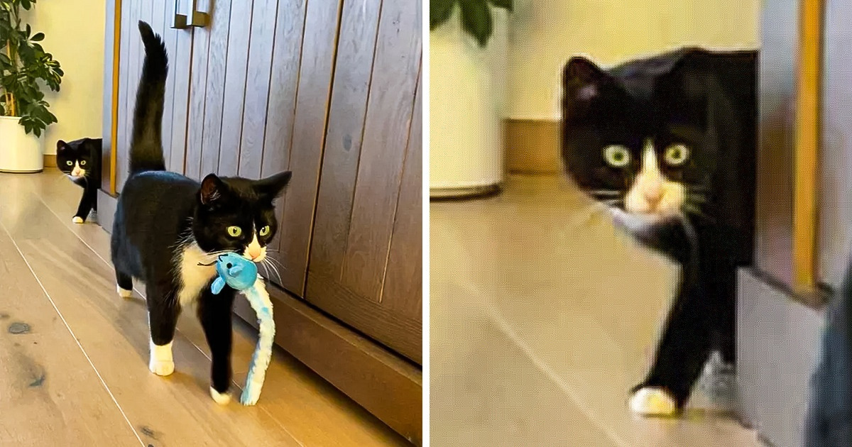 19 Usuarios mostraron que sus mascotas también pueden divertirse con juguetes