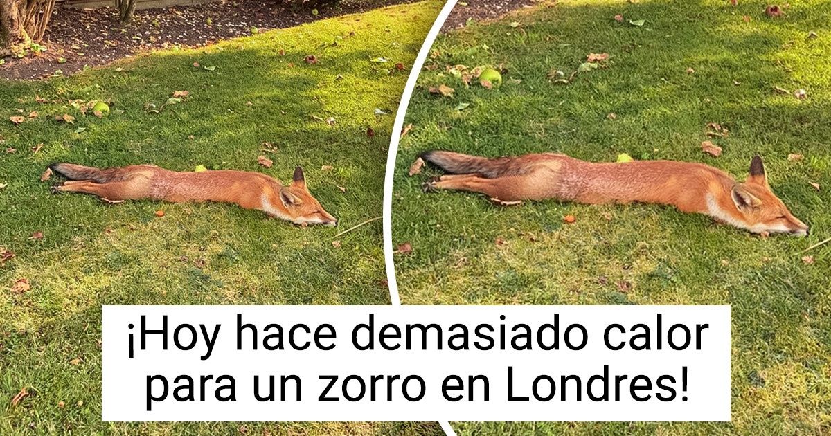 Alguien desparramó a estos 20 animales esponjosos, pero, por favor, no llames al conserje