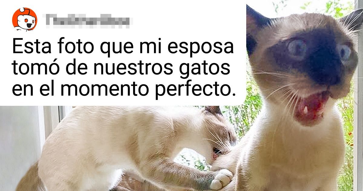 13 Momentos que demuestran que los gatos tienen más de un as bajo la manga