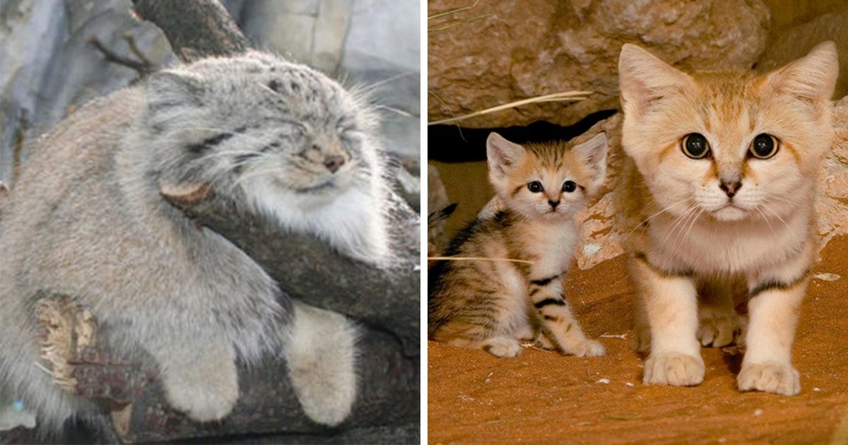 20 Especies raras de felinos que derritieron nuestros corazones