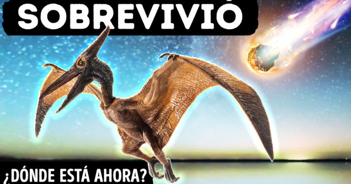 Asteroide acabó con dinosaurios pero no con pájaros | ¿Cómo sobrevivieron los dinosaurios voladores?