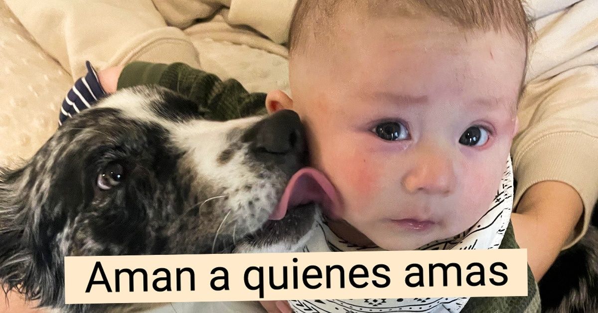 10 Cosas que los perros pueden saber sobre nosotros y que prueban que subestimarlos es un error 10 Cosas que los perros pueden saber sobre nosotros y que prueban que subestimarlos es un error