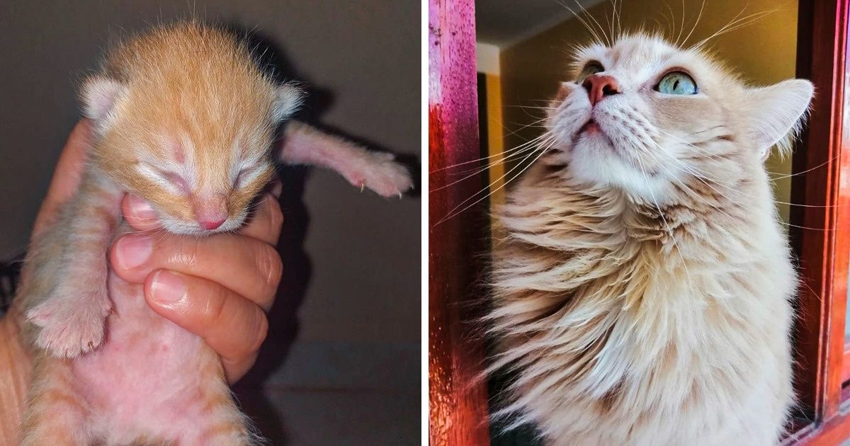 20 Usuarios de Genial nos muestran cómo son sus gatos amarillos (y nos enamoraron)