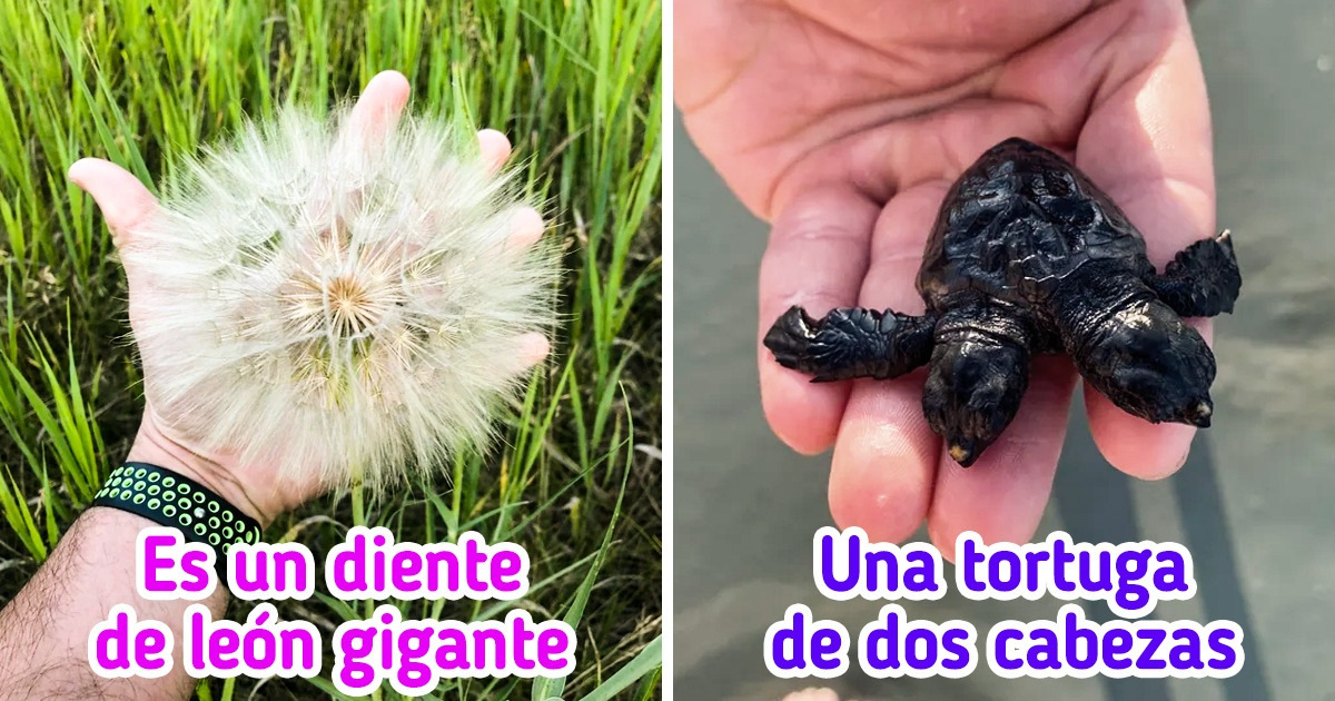 18 Personas que regresaron de un paseo con el hallazgo de sus vidas