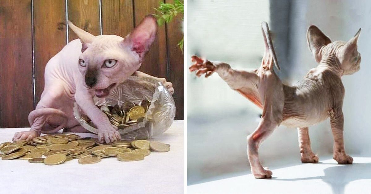 30 Razones por las que los gatos Sphynx son geniales y muy asombrosos