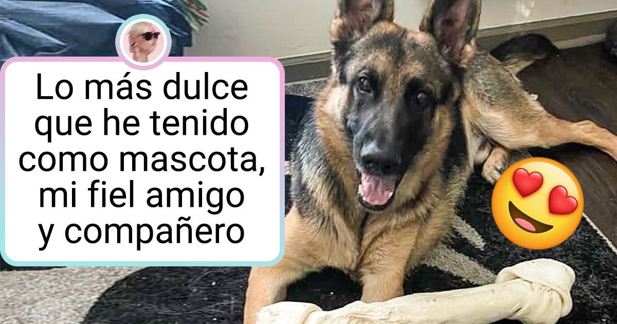 20 Ocasiones en que los perros pastor alemán nos mostraron lo amorosos y confiables que pueden ser