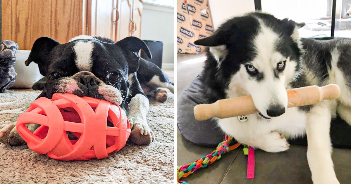 15+ Mascotas que gozan de sus juguetes favoritos sin importar el lugar y las circunstancias 15+ Mascotas que gozan de sus juguetes favoritos sin importar el lugar y las circunstancias