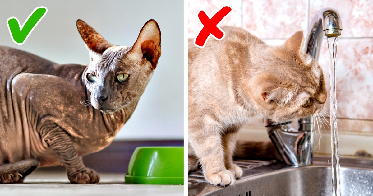 11 Señales de problemas de salud de los gatos que a menudo pasamos por alto 11 Señales de problemas de salud de los gatos que a menudo pasamos por alto