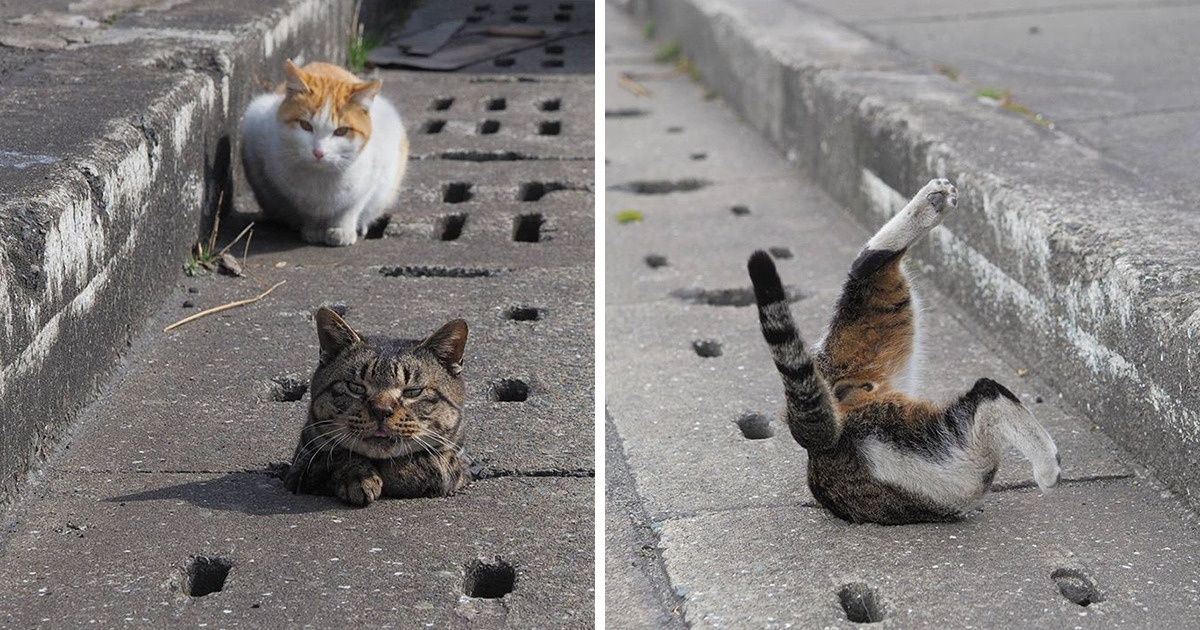 23 Fotos que demuestran que nuestras mascotas son unos adorables bichos raros