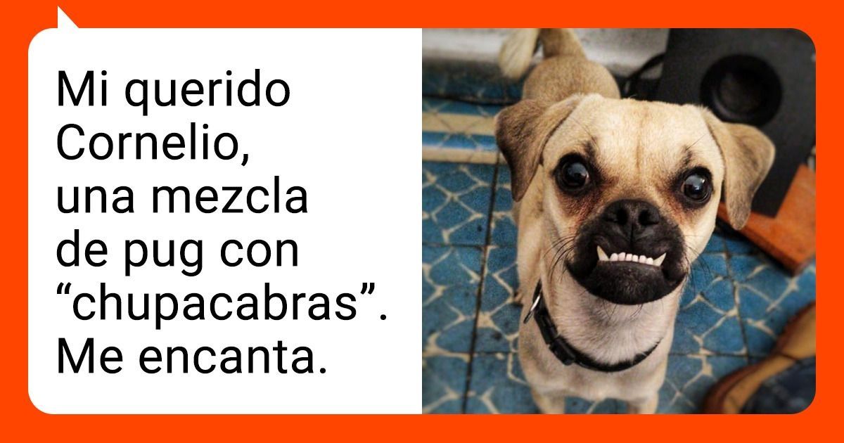 15+ Perros y gatos cuya raza mixta cautiva por ser tan inusual 15+ Perros y gatos cuya raza mixta cautiva por ser tan inusual