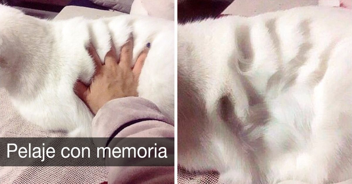 30 Divertidos snapchats de gatitos que son realmente adorables 30 Divertidos snapchats de gatitos que son realmente adorables
