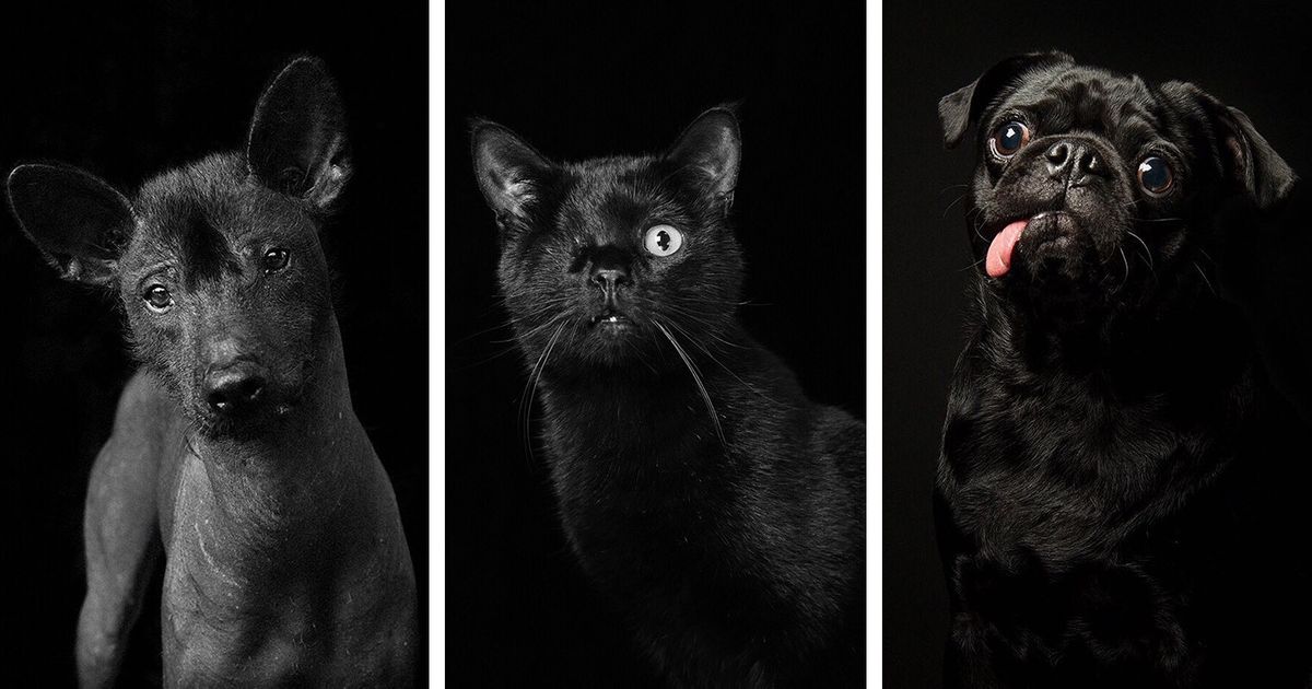 Fotógrafa descubrió que los animales negros casi no son adoptados y