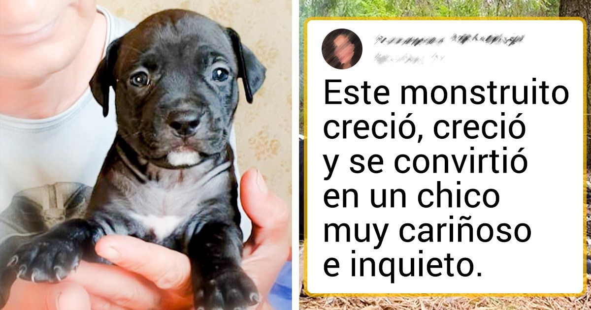 17 Pequeños y adorables peludos que al crecer se convirtieron en unas bellezas verdaderamente enormes 17 Pequeños y adorables peludos que al crecer se convirtieron en unas bellezas verdaderamente enormes