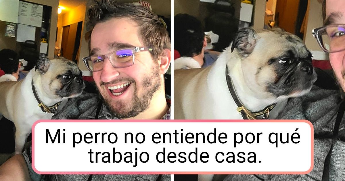 20+ Mascotas que compitieron por atención con el trabajo remoto de sus humanos y sí, ellas ganaron
