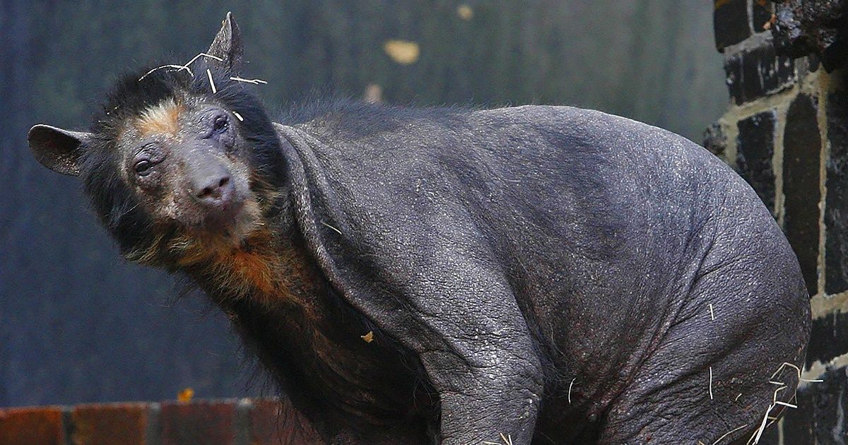 10 Animales que lucen irreconocibles sin su pelaje 10 Animales que lucen irreconocibles sin su pelaje